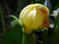 Zucchini Flower